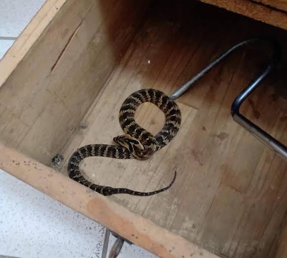 Professora captura serpente em escola de Serra Talhada