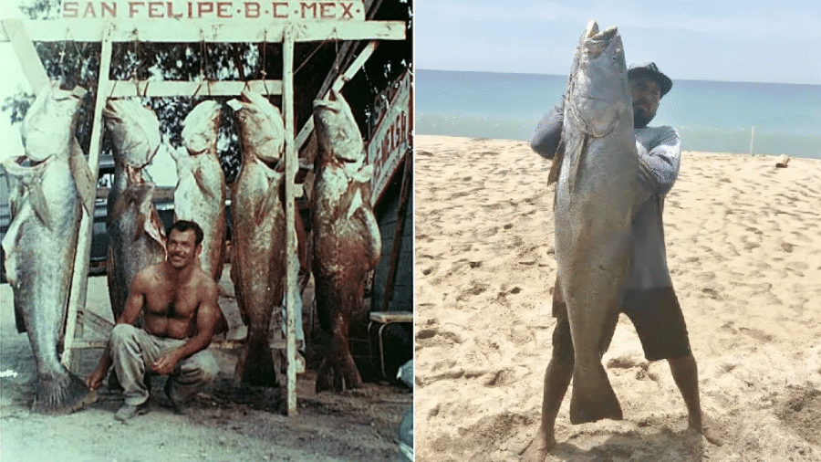 Apelidado de “cocaína do mar”, peixe tatoaba corre risco de extinção