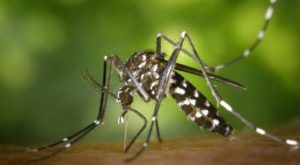 Infestação de dengue cresce em ST; saiba os piores bairros