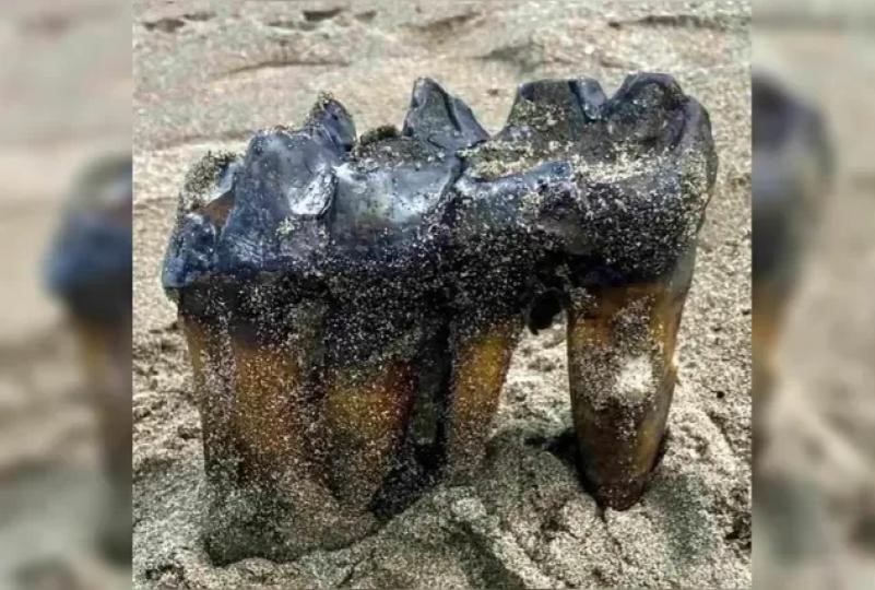 Mulher encontra dente de mastodonte de 1 milhão de anos
