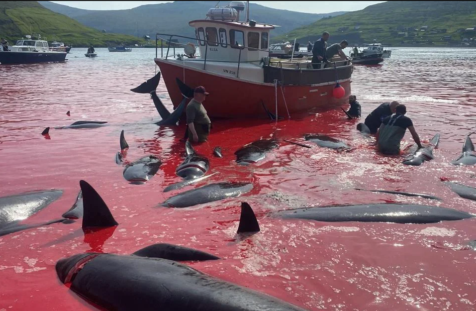 Caçadores matam mais de 500 golfinhos em ilha da Dinamarca
