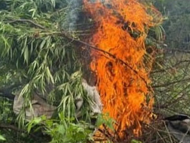 Polícia erradica 4,8 mil pés de maconha no Sertão