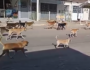 Entregador sofre ataque de cães ferozes na noite dessa 4ª em ST 8 Entregador sofre ataque de cães ferozes na noite dessa 4ª em ST