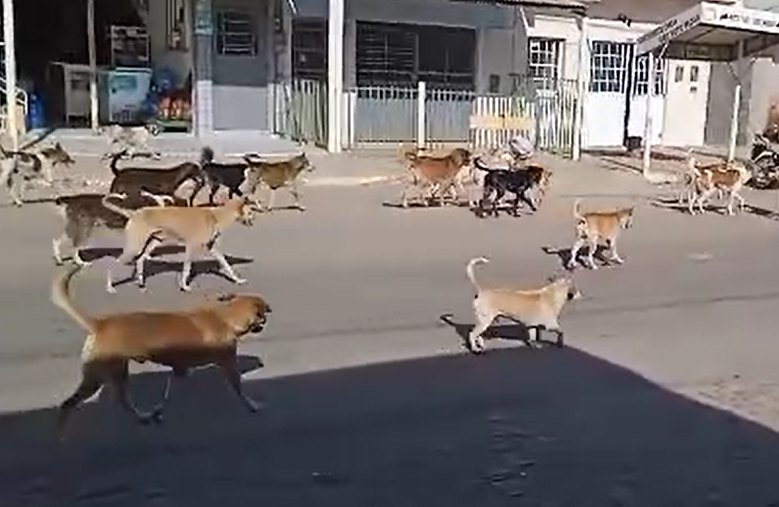 Moradores alertam Prefeitura para 'desfile' de cães de rua em ST