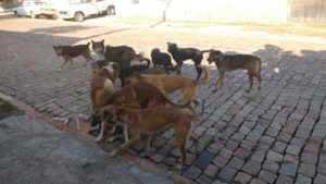 Vereador teme vinganças e mortes devido ataques de cães em ST