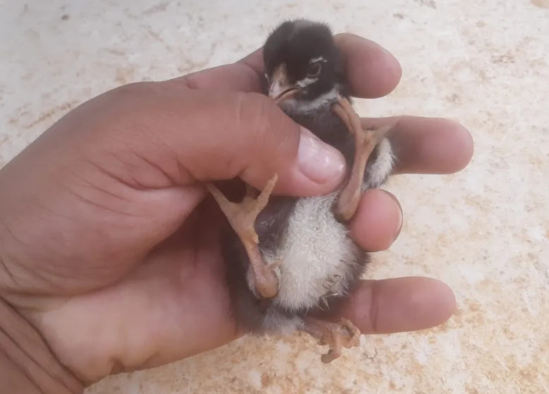 Sertanejos se surpreendem com pinto de três patas