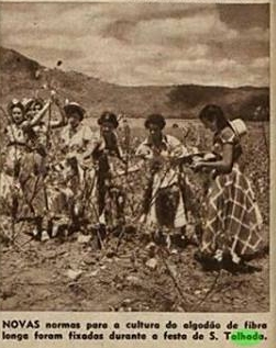 70 anos da realização da Festa do Algodão em ST