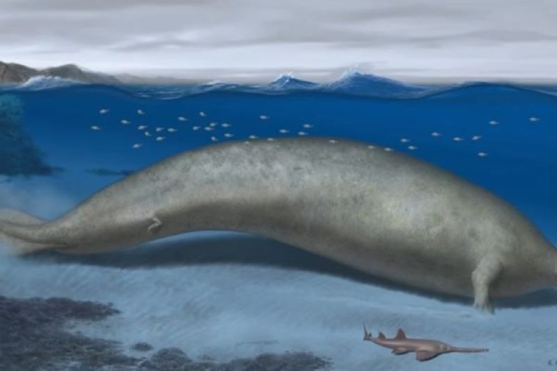 Baleia extinta é considerado o animal mais pesado da história