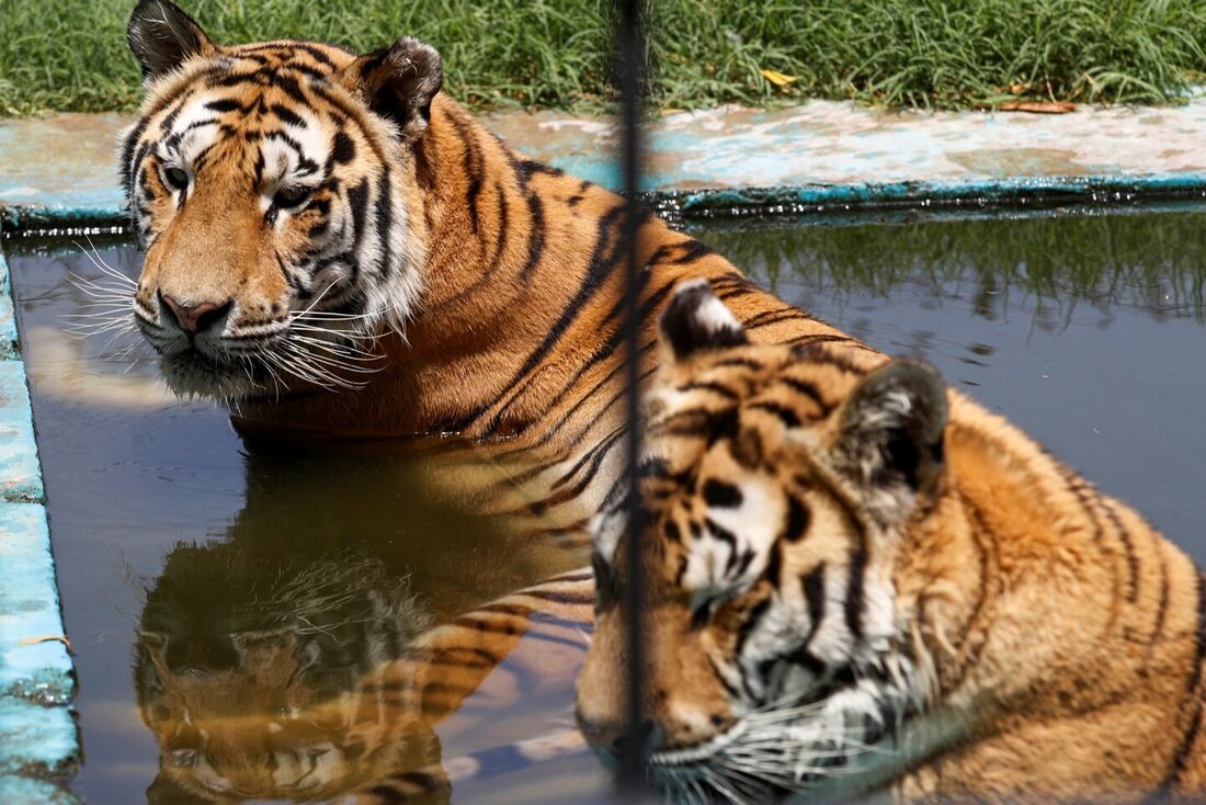 Animais do zoológico de Bagdá enfrentam verão infernal