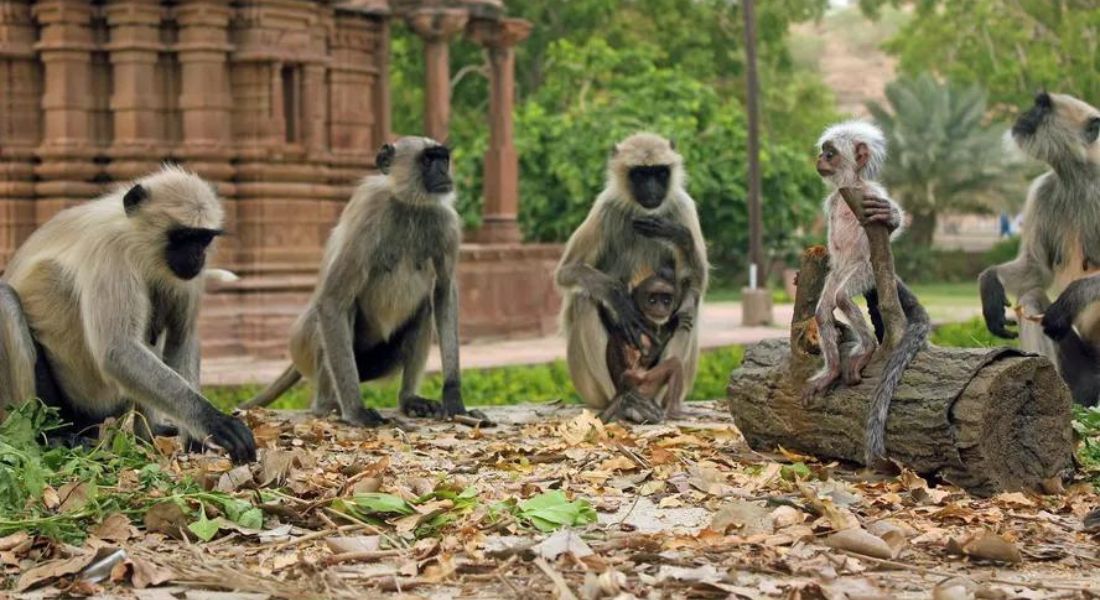 Índia usará "homens macaco" para espantar primatas de sede de cúpula do G20