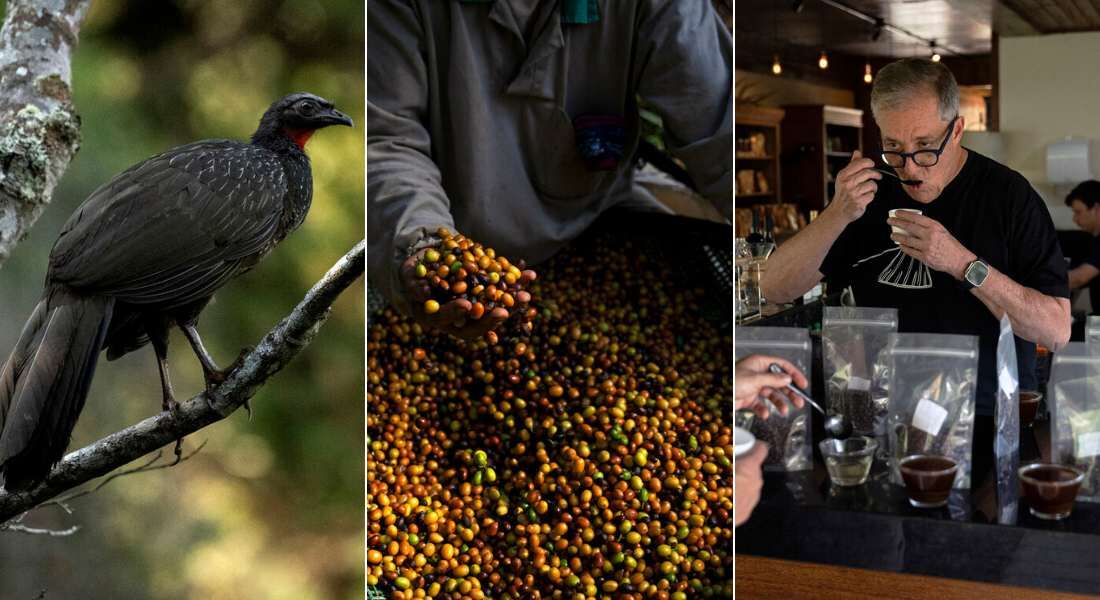 Café brasileiro luxuoso é extraído de fezes do pássaro jacu