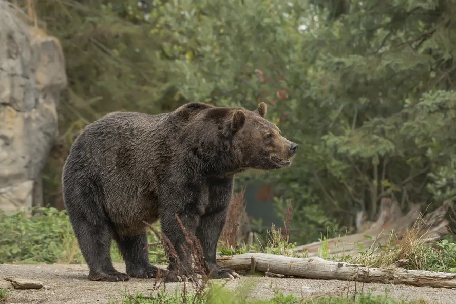 Duas pessoas são mortas após ataque de urso pardo em parque