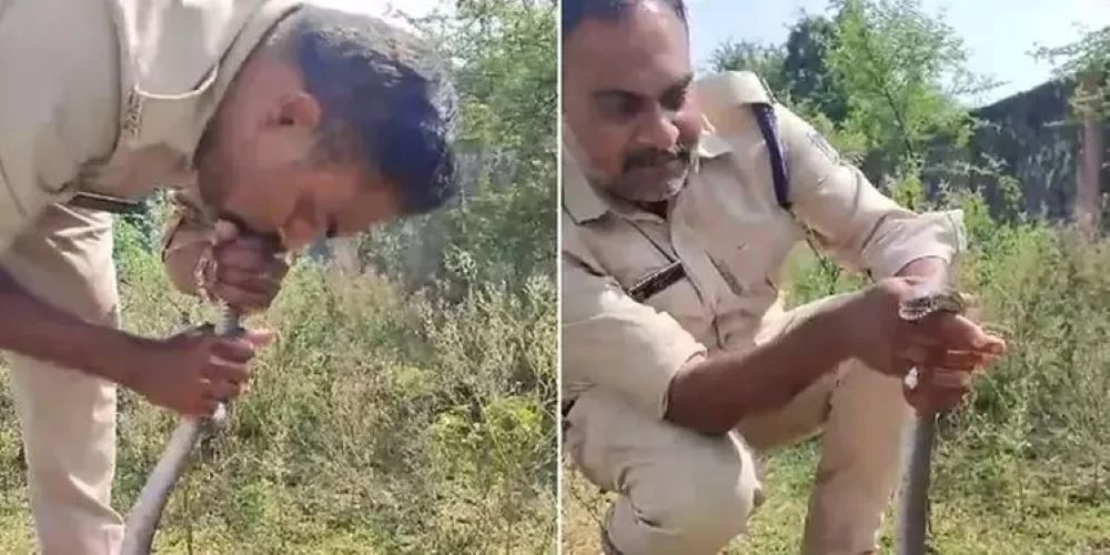 Policial salva cobra venenosa com respiração boca a boca
