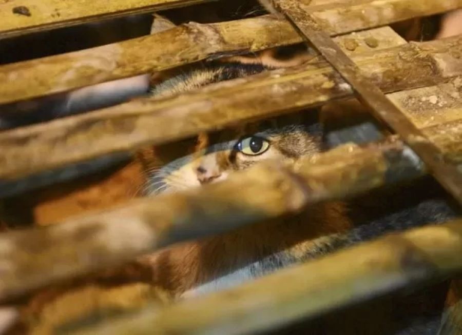 Mil gatos que seriam abatidos para consumo humano são salvos