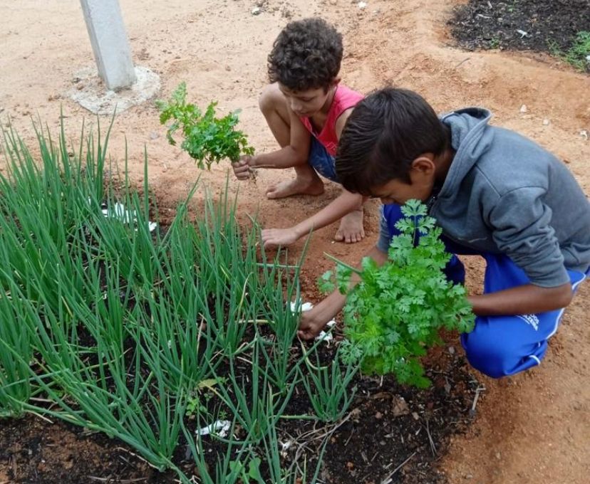 Afogados desenvolve projeto de hortas escolares