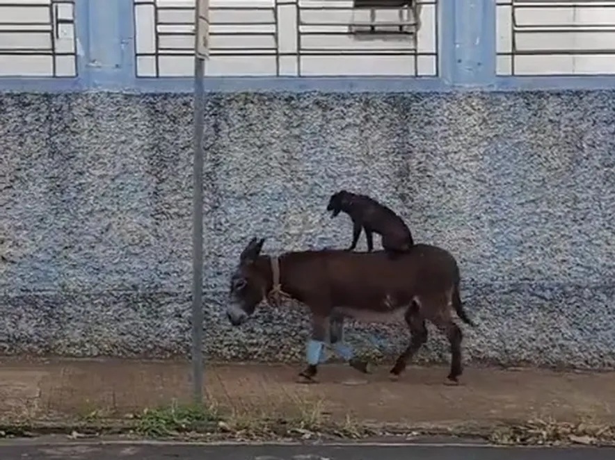 Cachorro pega carona em cima de burro no interior de São Paulo, e vídeo viraliza