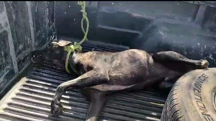 Cão morre vítima de envenenamento na zona rural de ST