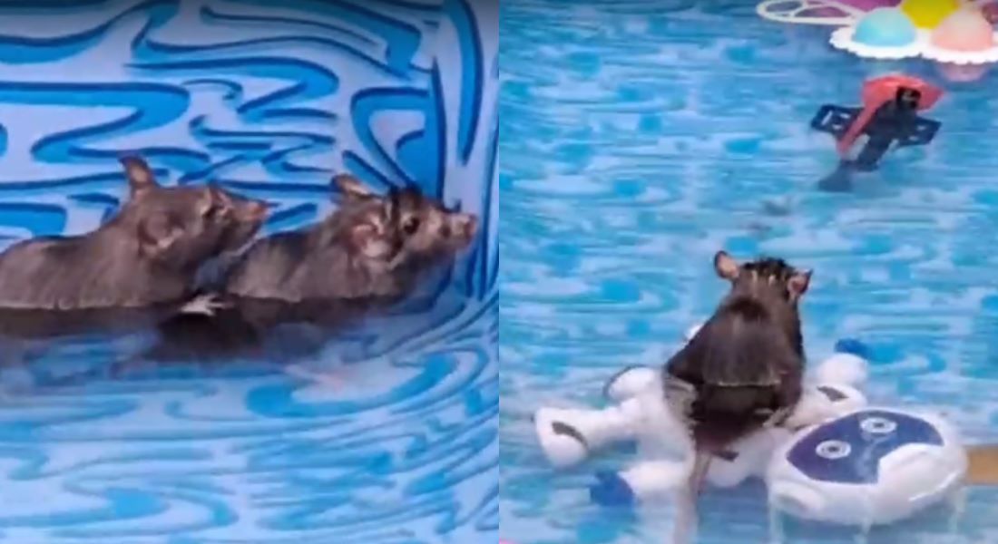 Ratos são flagrados nadando em piscina no RJ