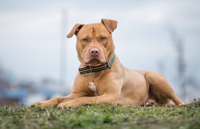 Moradores preocupados com ataques de Pitbull em bairros de ST