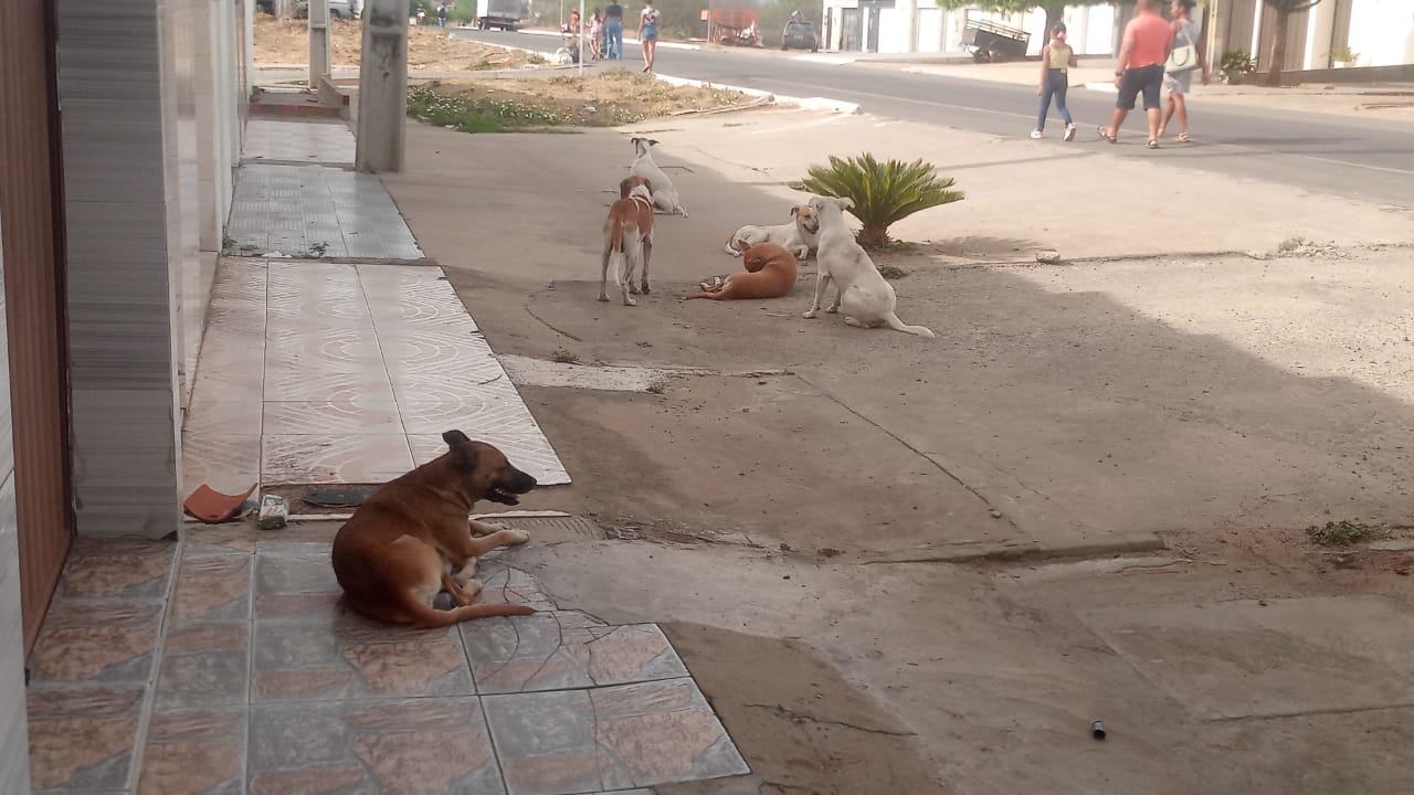 Matilha de cachorros causam acidentes em ST