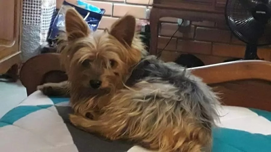 Cachorro é dado como morto em hotelzinho e aparece vivo dias depois