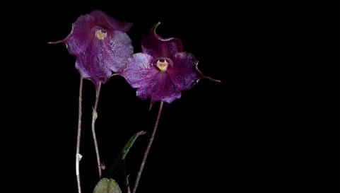 Nova espécie de orquídea é descoberta na Amazônia peruana