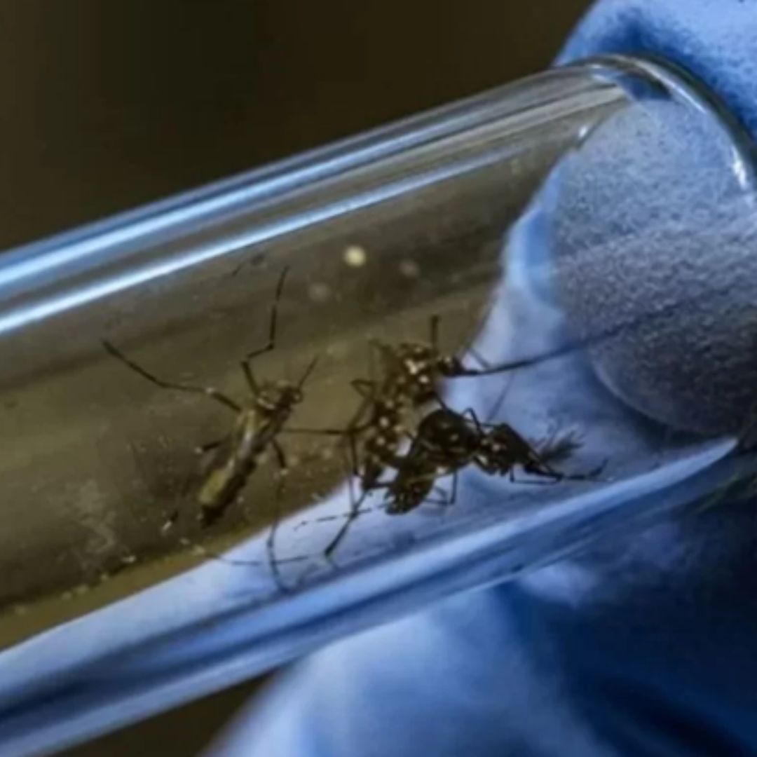 Dengue: Brasil já tem mais de 217 mil casos e 15 mortes