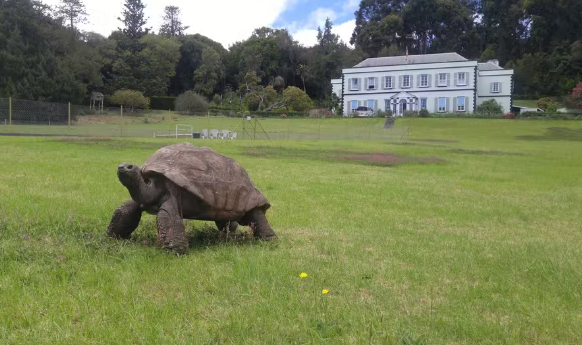 Tartaruga-gigante mais velha do mundo completa 191 anos