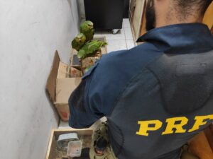 Bandidos são presos em Salgueiro com carro roubados e 85 aves