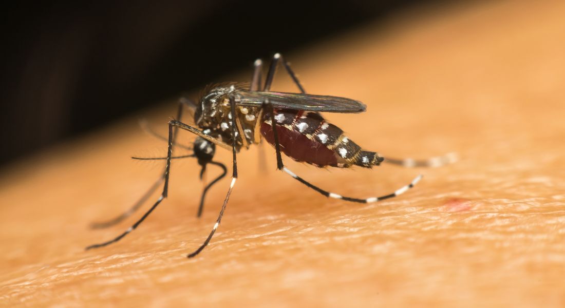 PE registra nova semana de alta nos casos de dengue