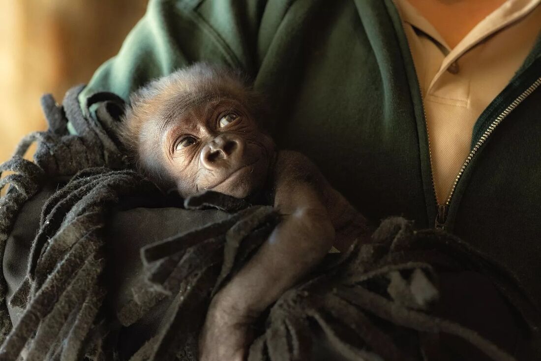 Bebê gorila prematura nasce após cesariana de emergência