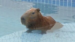 Capivara é encontrada dentro de piscina em ST; veja vídeo