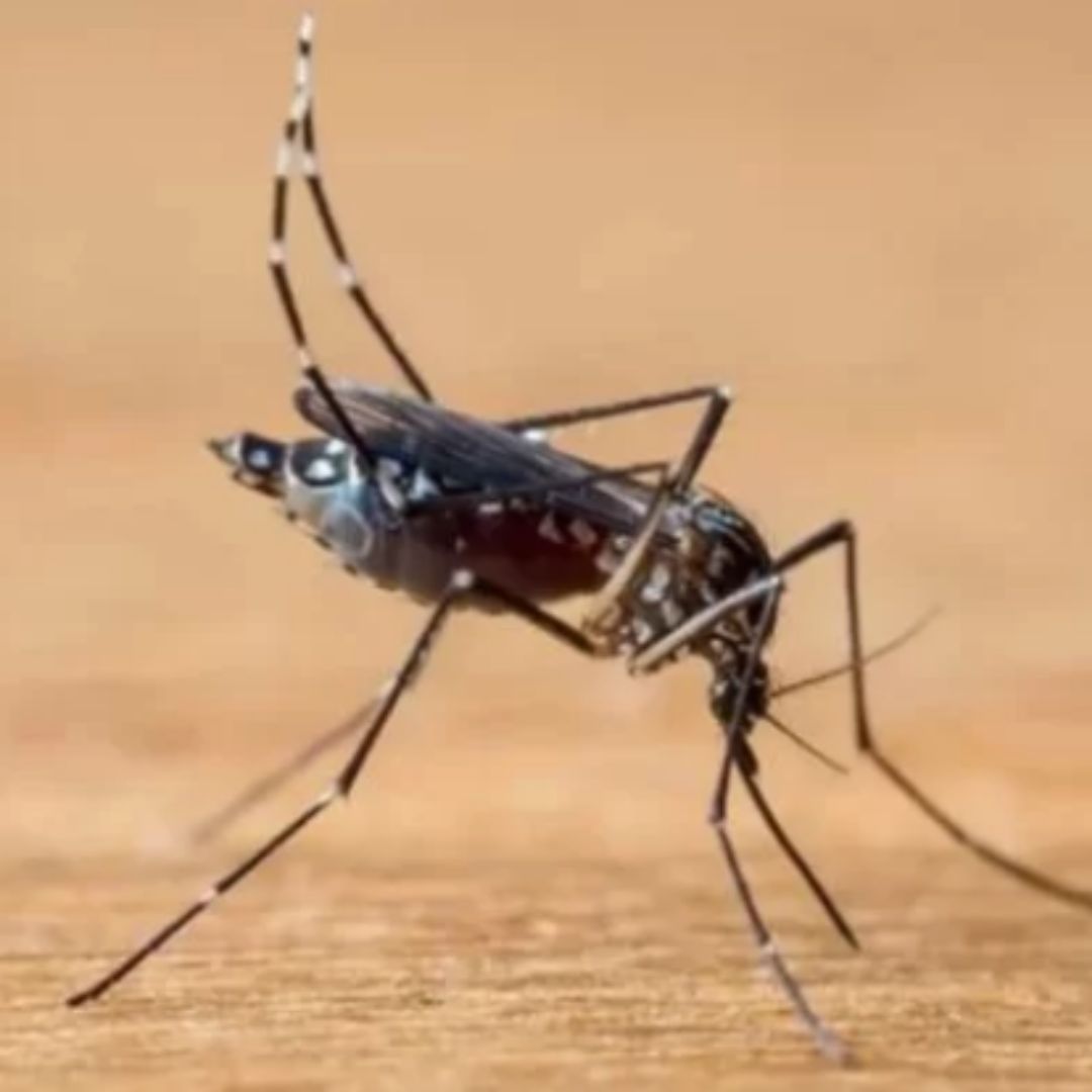 PE já soma quase 2 mil casos de dengue em 2024