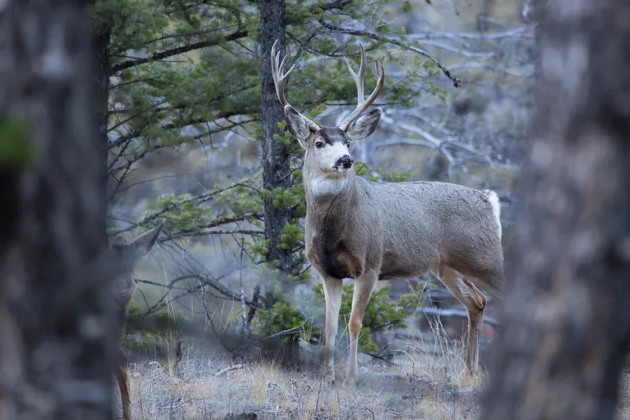 Dois caçadores morrem com suspeita da 'doença cervo zumbi'