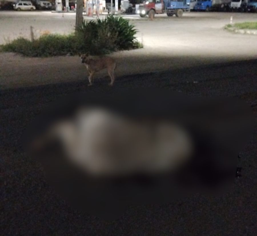 TENSÃO: Veículo da Prefeitura de ST colide com animal na BR-232