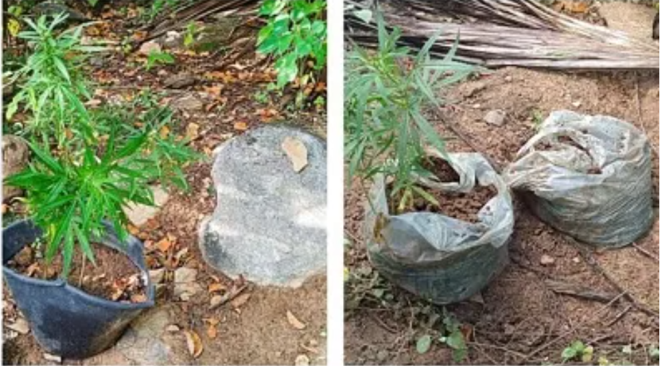 PM erradica plantio de maconha em Carnaubeira