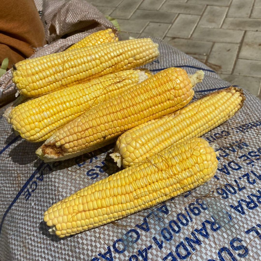 Comerciantes de ST oram a São João para boas vendas de milho