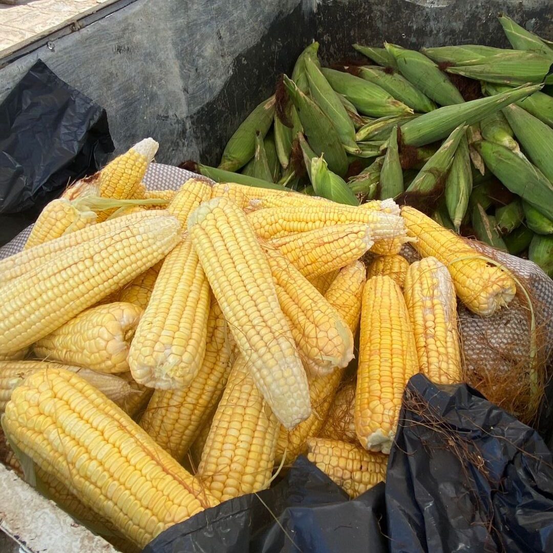 Comerciantes de ST oram a São João para boas vendas de milho