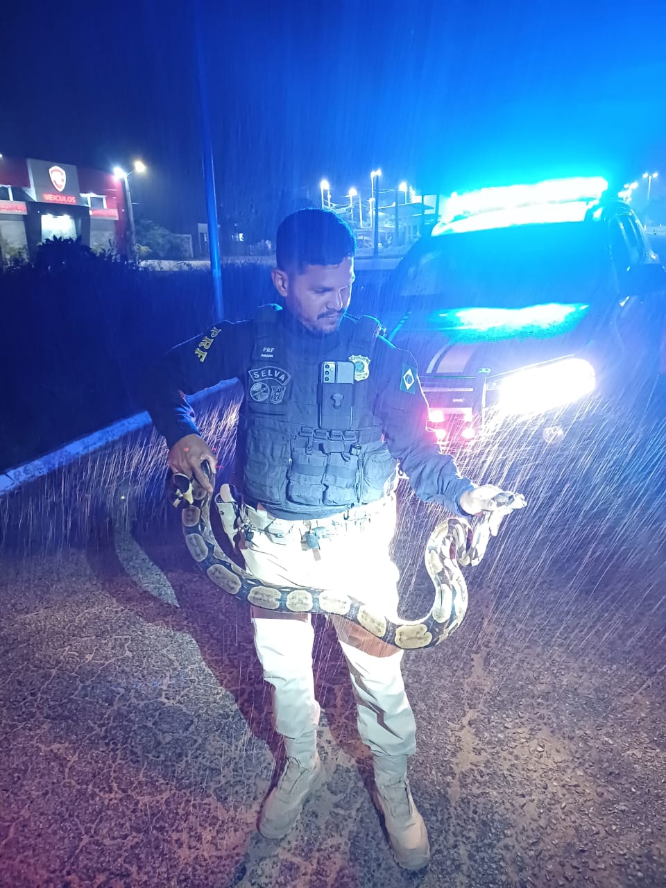 PRF resgata duas jiboias na BR 104