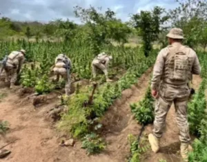 BEPI e PF erradicam mais de 10 mil pés de maconha próximo a ST