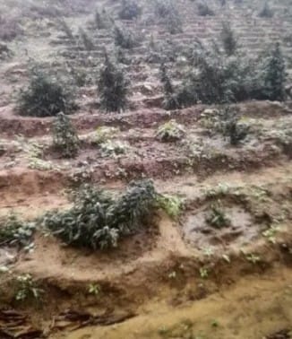 38 mil pés de maconha são incinerados pela PM