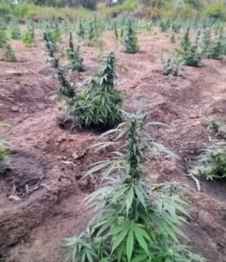 38 mil pés de maconha são incinerados pela PM 1 38 mil pés de maconha são incinerados pela PM