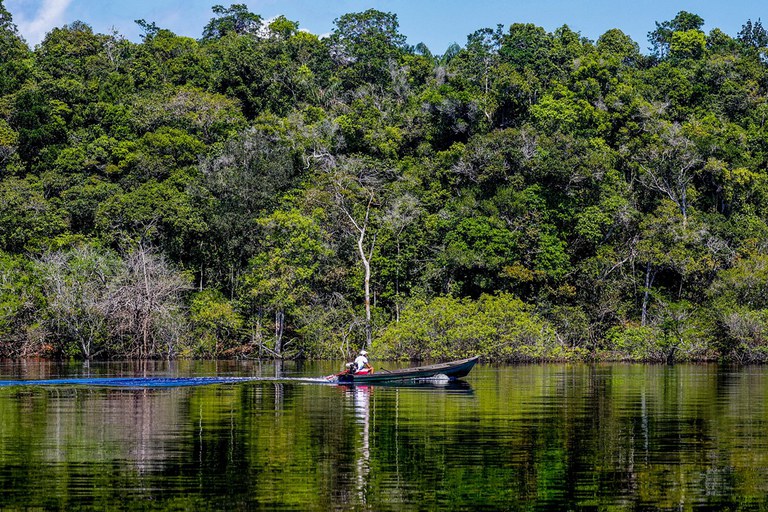 Amazônia: Desmatamento em agosto de 2024 foi o menor em seis anos 1 Amazônia: Desmatamento em agosto de 2024 foi o menor em seis anos - Foto: Fabio Rodrigues-Pozzebom / Agência Brasil