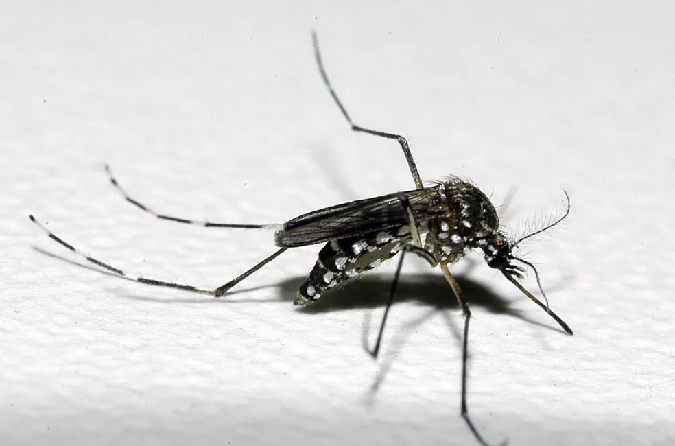 Dengue: PE tem 29.818 casos prováveis e 10 mortes 1 Dengue: PE tem 29.818 casos prováveis e 10 mortes - Foto: Raul Santana/Fiocruz/Divulgação