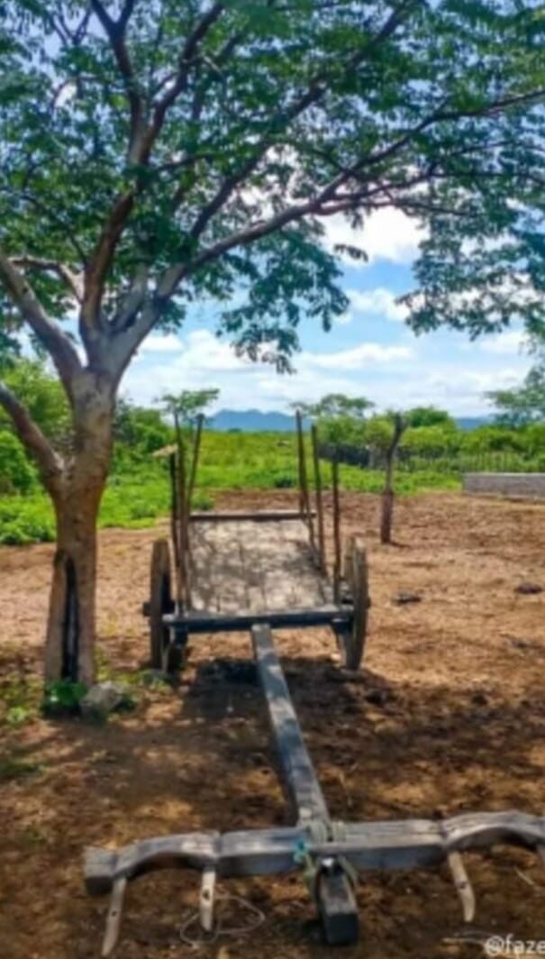 Nos tempos em que os carros de bois faziam de tudo nos sertões