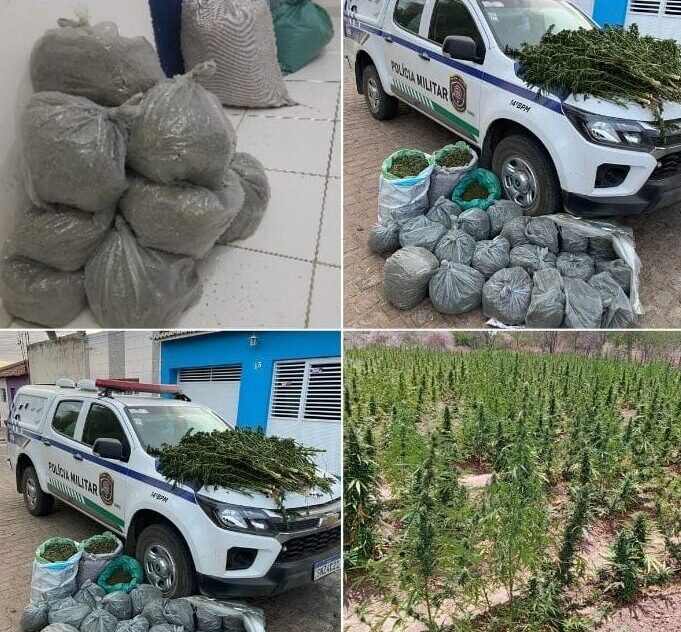 PM destrói 25 mil pés de maconha em Betânia 1 Imagem: Divulgação/Polícia Militar
