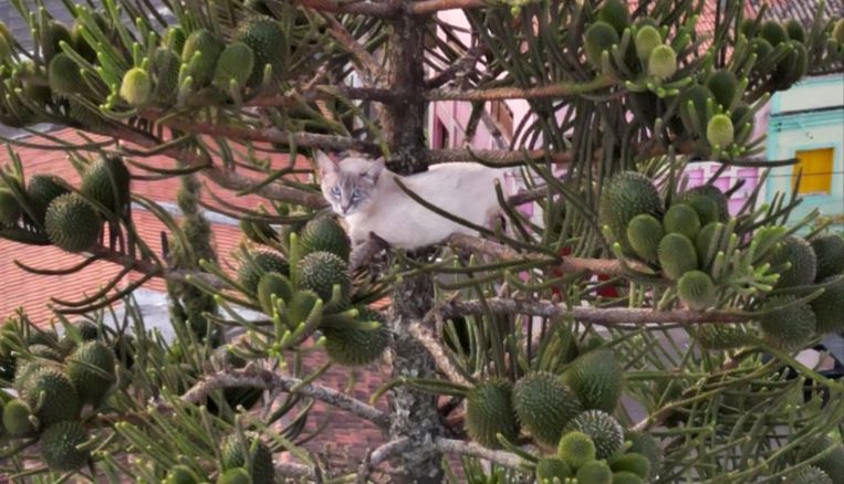 Drama de gato acaba em morte após dias de tensão