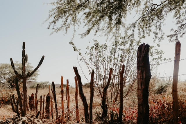 Também há beleza e poesia nas cercas e estradas de Serra Talhada