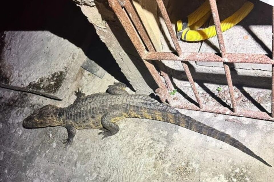 Jacaré é resgatado na Iputinga pelo Cipoma 1 Foto: Divulgação/PMPE