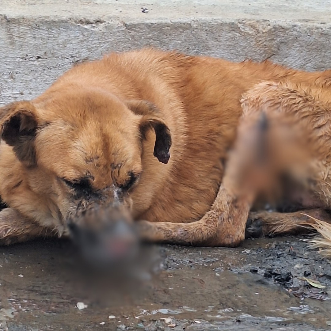 Morador de ST relata demora do Zoonoses para recolher animal ferido